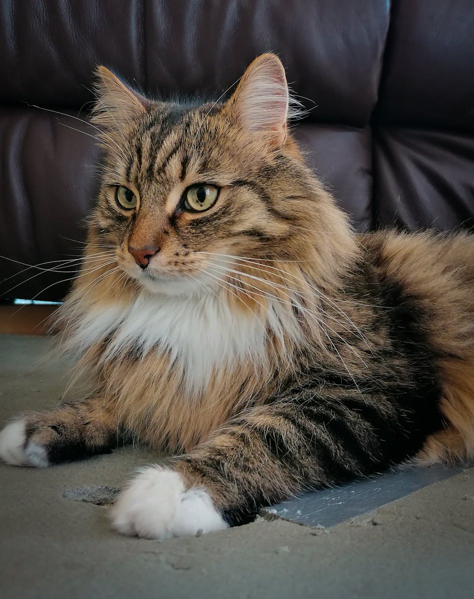 I sphinx I'm a sphinx.. 
#kittyloafmonday #catsoftwitter