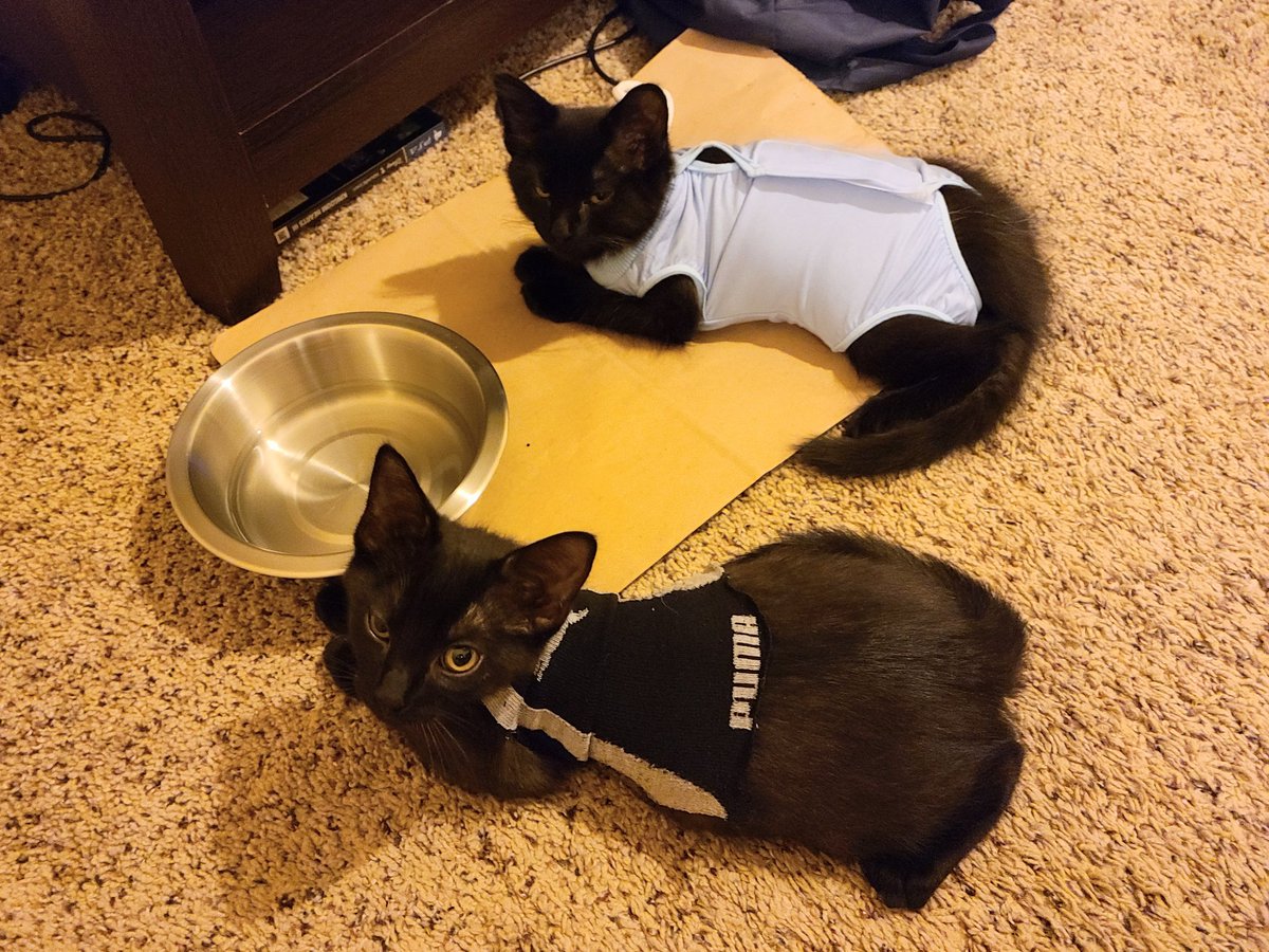 Apollo is home! And Ares, now named Clove, is staying over for a bit. Wearing little recovery suits instead of cones