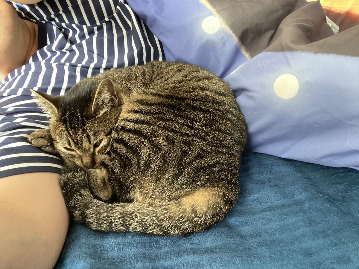 猫の基本はどんな柄 猫の毛色や柄は9種類の遺伝子座で決まるらしい Togetter