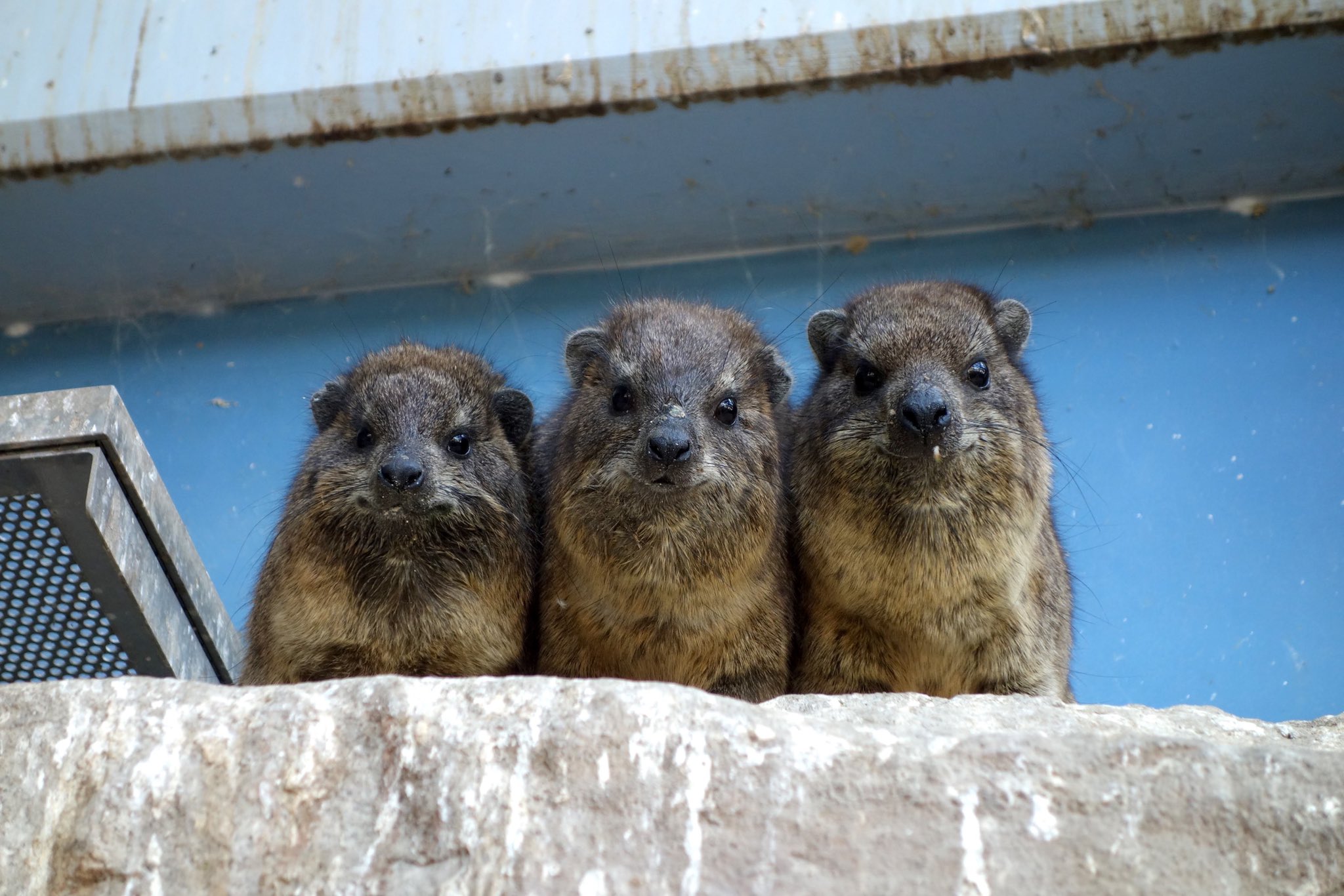 福山市立動物園 公式 Twitterissa 体温調節が苦手なケープハイラックスたち 寒い冬には おしくらまんじゅうのように体を寄せ合ったり 日光浴やパネルヒーターで体をあたためていたり 冬季限定のおしくらラックスです 福山市立動物園 ケープハイラックス