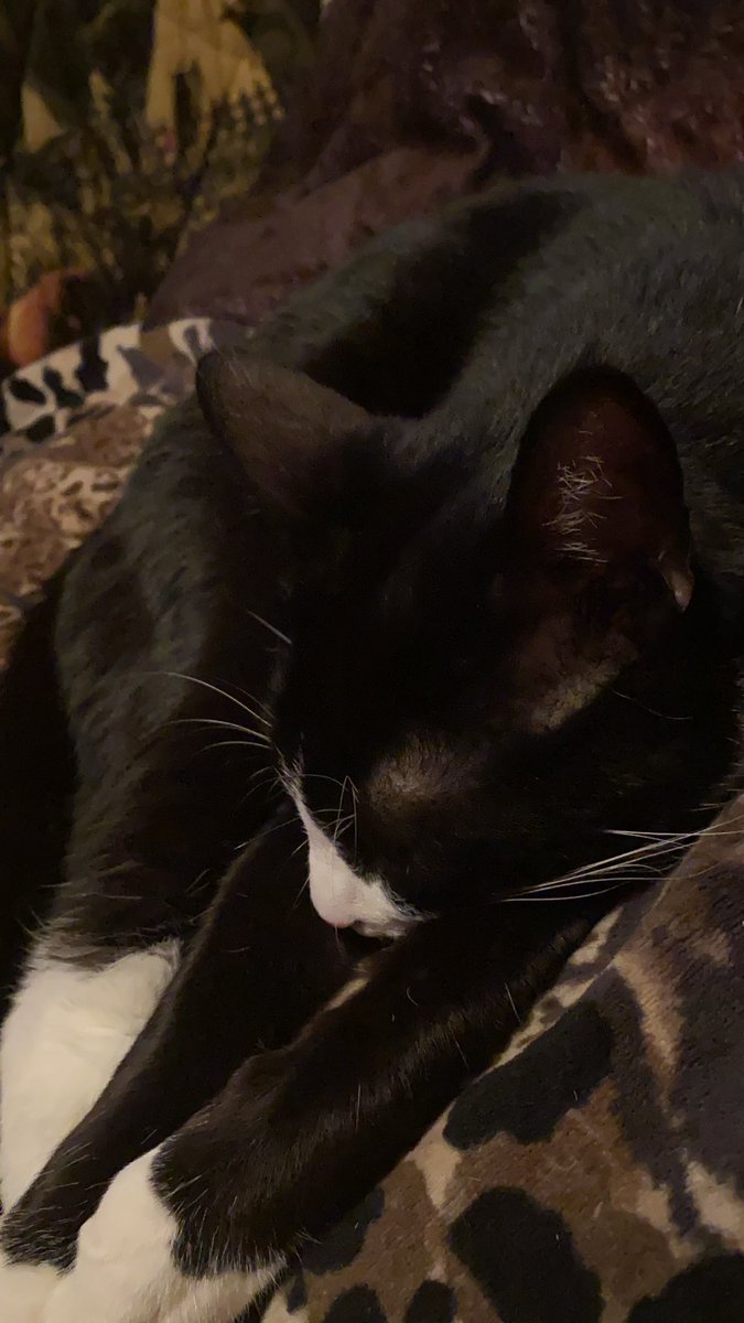 Boopiecat's tweet photo. I got sleep on my mind and I can nebar get up. https://t.co/U2NfMHBCMR