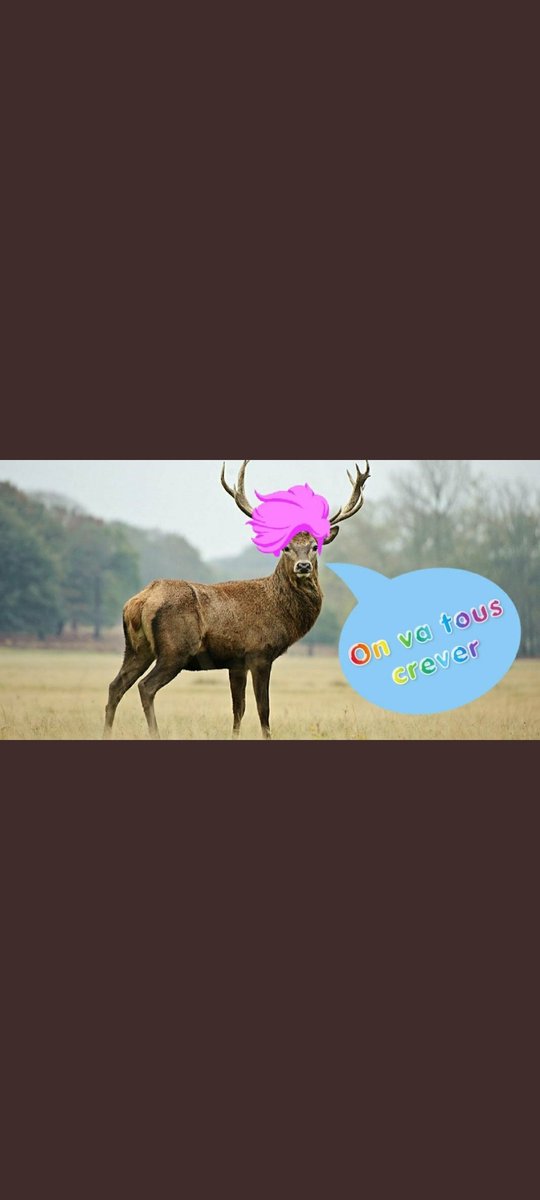 L'avenir est un cerf teint 🤣
