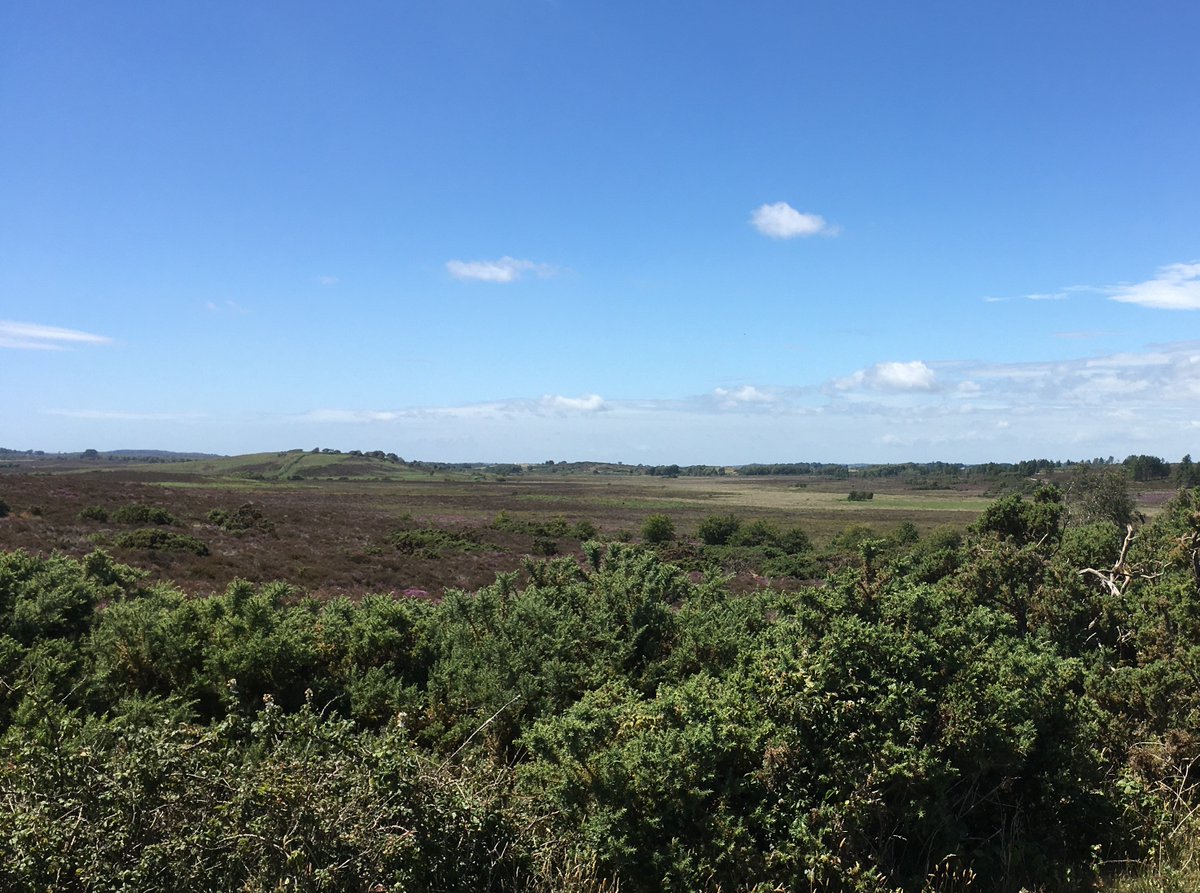 2.  #PurbeckHeaths, Dorset. Large NNR with fantastic mosaic of habitats. Great potential for further expansion to be the largest rewilding area in lowland Britain. Key players such as  @NaturalEngland and  @Natures_Voice all keen to move up the rewilding spectrum. Work in progress.