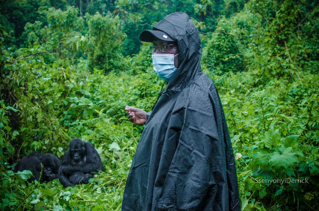More Ugandans tracked  #gorillas this year than ever before, according to UWA. It costs a Ugandan Ugx250,000 to get a gorilla tracking permit. UWA recently announced a promo, slashing ticket fees to Ugx150,000.  #Wildlife