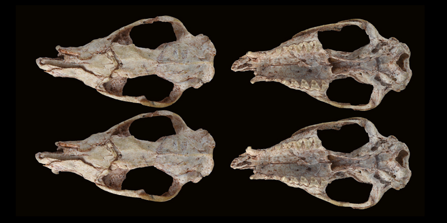 Publi_MNHN's tweet image. [#Geodiversitas] Cranial anatomy of Andinodelphys cochabambensis, a stem metatherian from the early Palaeocene of #Bolivia. ⬇️

▪️ geodiversitas.com/42/30
▪️ @ChristianMuizon &amp;amp; Sandrine LADEVÈZE
▪️ #Mammalia #FossilFriday #Paleontology #CranialAnatomy #Phylogeny #Palaeocene
