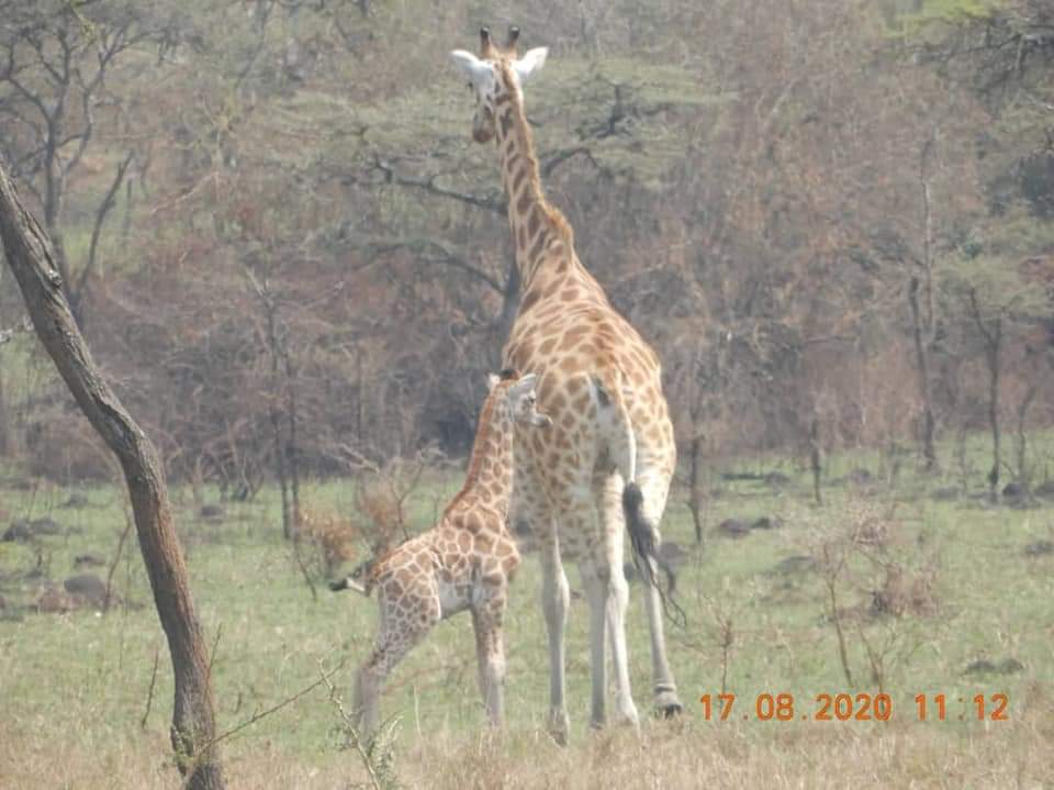 Uganda Wildlife Authority (UWA) reported a number of births of giraffes, impalas and zebras from those that were translocated to new habitats like Kidepo, Pian Upe and Kalongo reserve.---- END ----