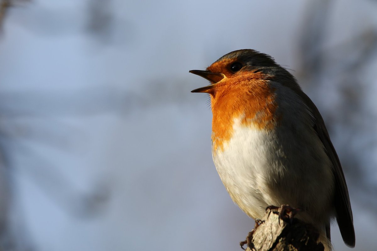 Robin in winter sun @GrimleyBirding