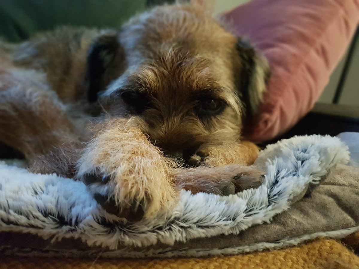 The general feeling🐶🐾 #BTPYearinReview