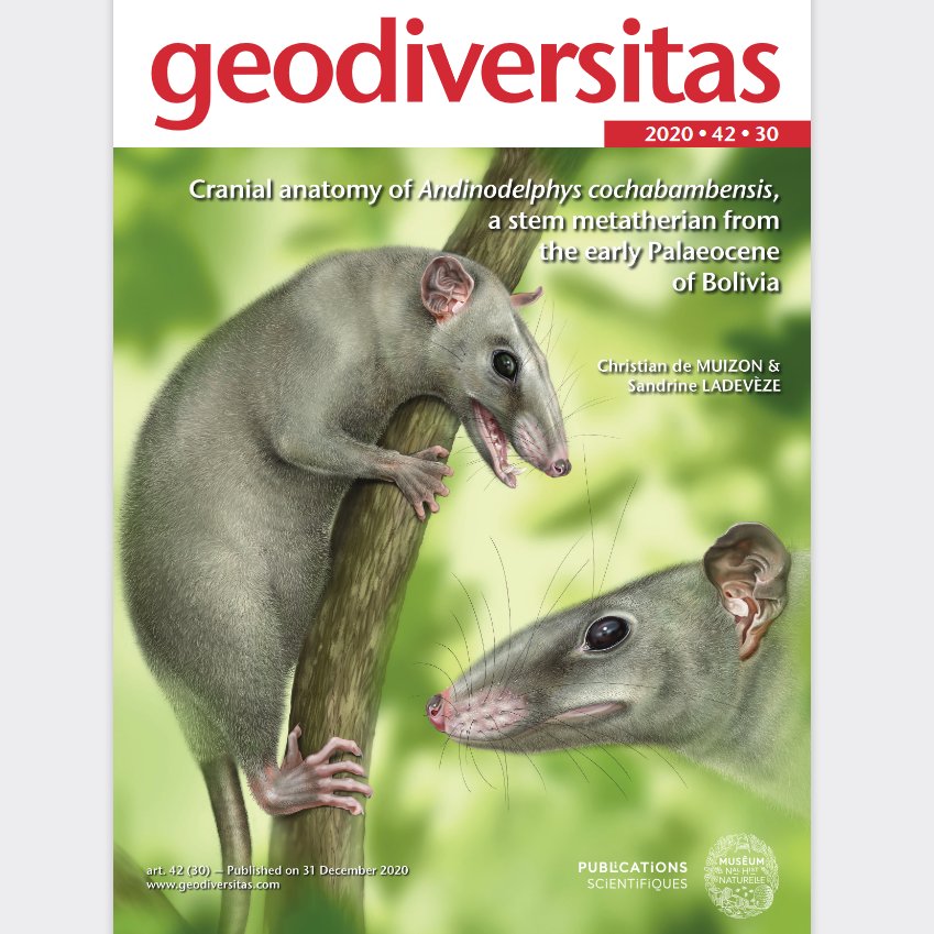 gsciencelady's tweet image. What a superb end to the year, with this beautiful paper describing Andinodelphys, a metatherian (part of the group that incl. #marsupials) from #Palaeogene Bolivia! Multiple specimens have allowed a really comprehensive description 😍 Congratulations to the authors! #Mammals