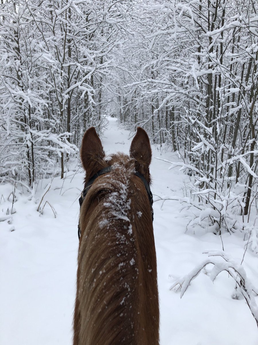 Snöigt idag på årets sista ridtur ❄️ #rigoletto #teamkarlsson #swbsåklart #åretssistatur #nyårsafton #vinter #snö #dressyrhäst #20yo #horse #gillahäst #älskarhästar