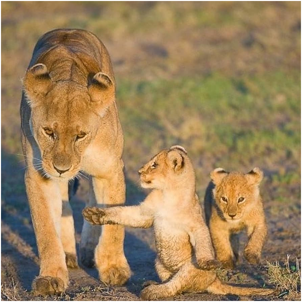 SasoUganda's tweet photo. Hold on mom!!!  How far do we have to walk??❤️💕

#cuteanimalpictures #animalphotographer #animalpictures #animalpics #animalphotographyofinstagram #naturephotographers #naturepictures #wildlifepictures #wildlifephotographers #wildlifepics  #cutecub #cutecubs #lioncub #lioncubs https://t.co/ZqjfM2VP4u