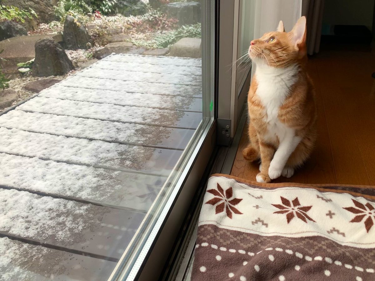 壁猫ちゃん 雪を眺める猫ちゃん 今年も一年 大きな病気も怪我もなく 元気に過ごしてくれました 一緒に寝 たり ご飯を食べたり 今年は去年よりもっと猫ちゃんと仲良くなれた気がします 来年も健やかに のびのび過ごしてくれますように