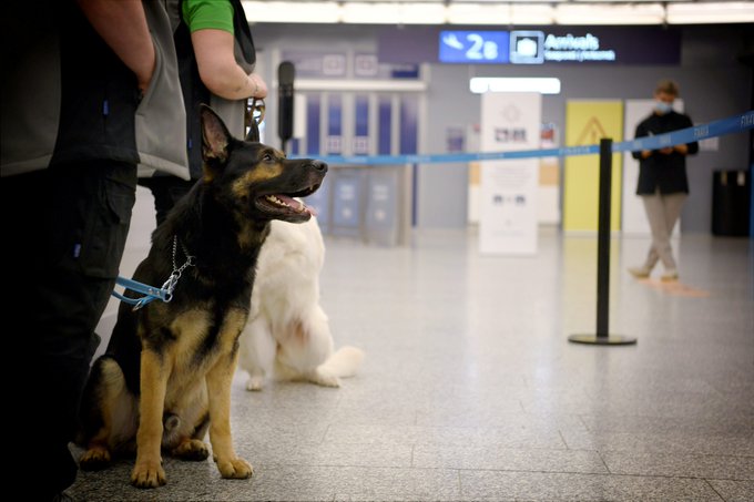 rt @wef @mikequindazzi @antgrasso @fisher85m
This airport is using dogs to detect passengers infected with coronavirus https://t.co/rHpZcAdekA #Covid19 #Finland https://t.co/sQ9JBn2Fnk https://t.co/hGm5FaSV79