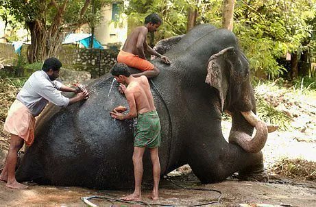 12. India has a spa just for elephantsElephants receive baths, massages and even food at the Punnathoor Cotta Elephant Yard Rejuvenation Centre in Kerala. Now that's a BIG step for the country. #spa