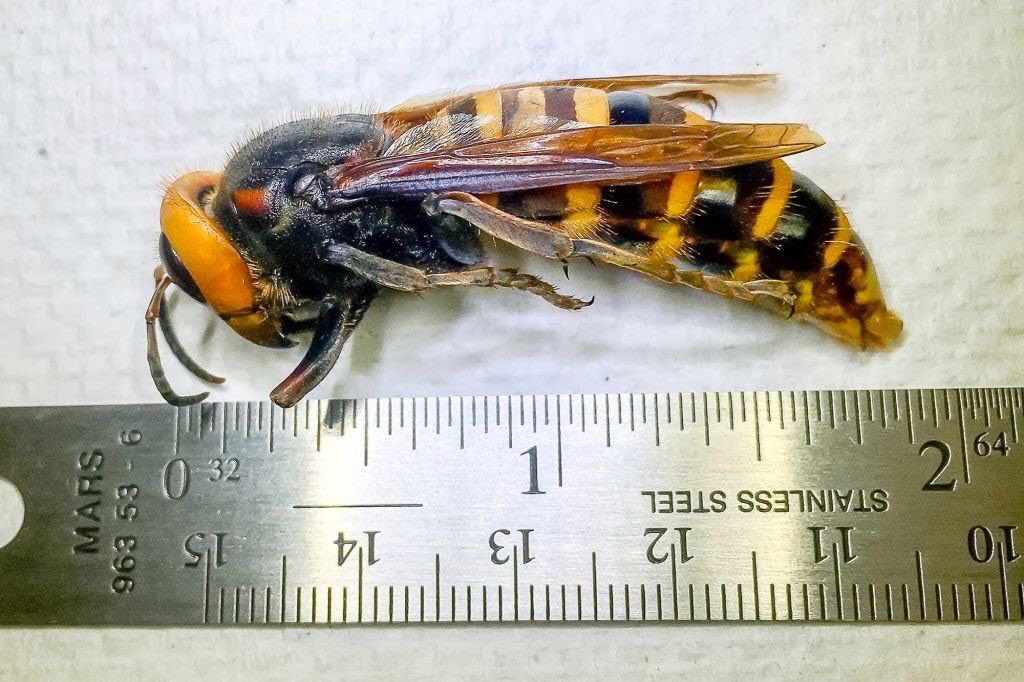 “Murder hornets" arrive in USThe invasive insect, known as the Asian giant hornet, was spotted for the first time stateside when they invaded Washington state. Measuring up to two inches, the hornets can wipe out entire bee colonies within hours.