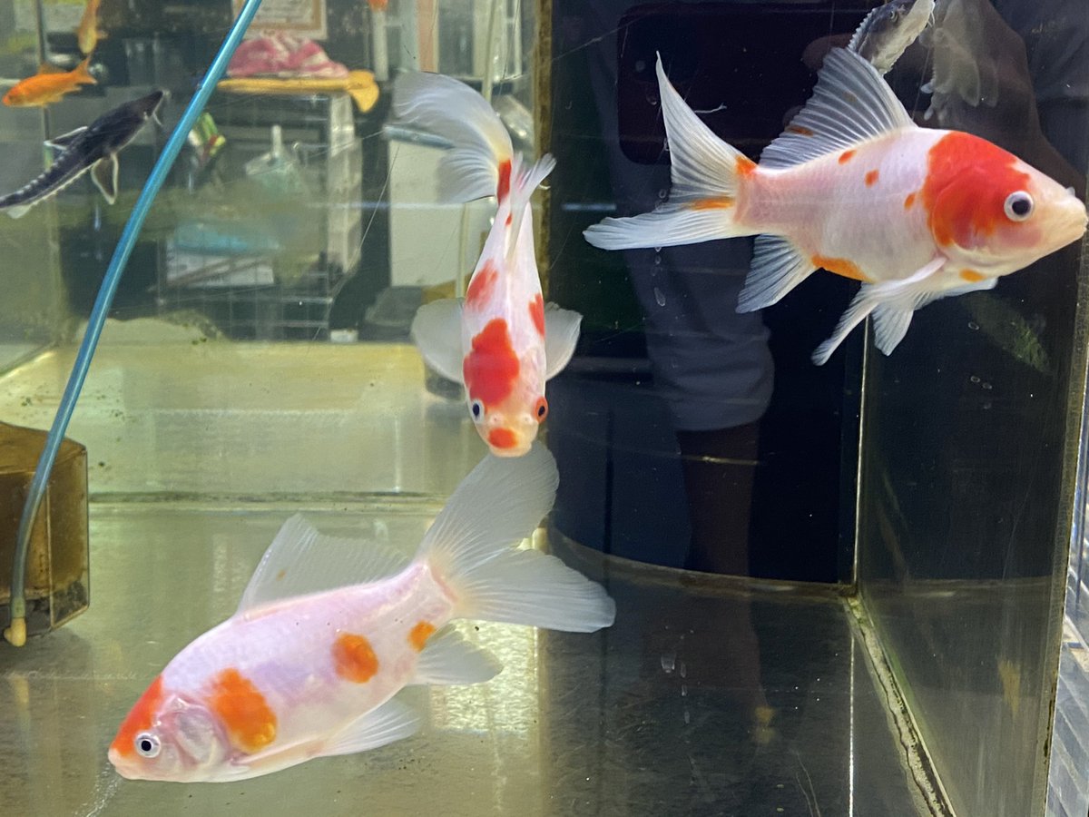 ペッツワン四日市店 בטוויטר こんにちは アクア 小動物担当マツナガです フラワーホーン ラピスラズリ パープルパロット 桜コメット 3歳 ブラントノーズガーおすすめです フラワーホーン ラピスラズリ パープルパロット 桜コメット ブラントノーズガー ペッツワン四日市店 בטוויטר こんにちは アクア 小動物担当マツナガです フラワーホーン ラピスラズリ パープルパロット 桜コメット 3歳 ブラントノーズガーおすすめです フラワーホーン ラピスラズリ パープルパロット 桜コメット ブラントノーズガー