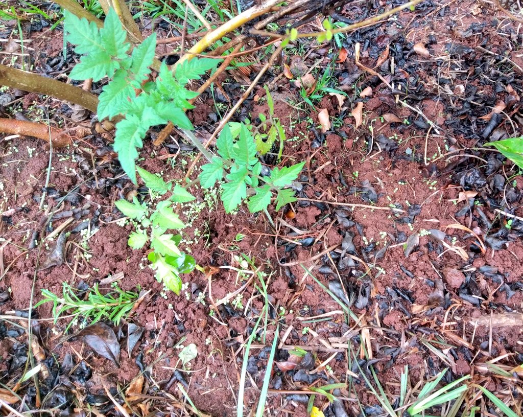 My garden after the morning rain OnionsRosemaryCherry tomatoesCollard greens