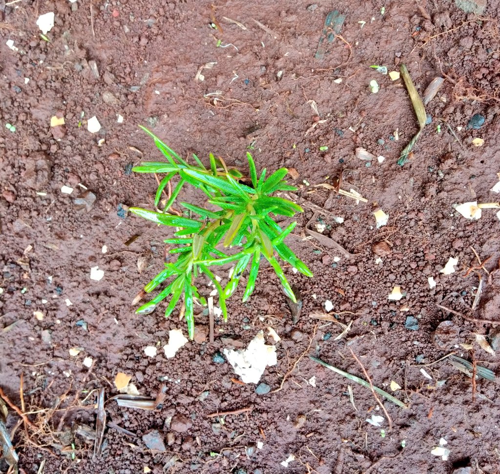 My garden after the morning rain OnionsRosemaryCherry tomatoesCollard greens