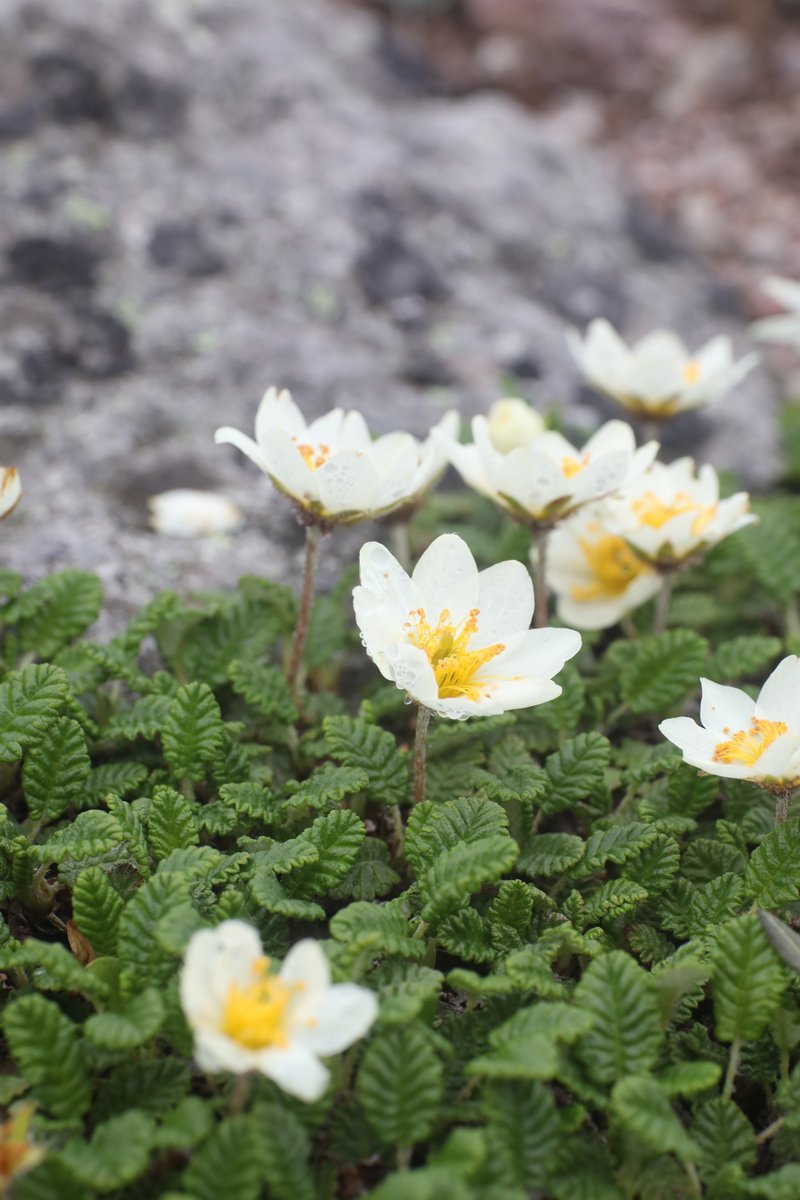 Malma38 今年の花 No 29 チョウノスケソウ Dryas Octopetala 以前から見たかった花のひとつ チングルマと間違う人もいるけど 花も違うし葉っぱが特徴的ですぐわかる 年7月15日 大雪山 チョウノスケソウ