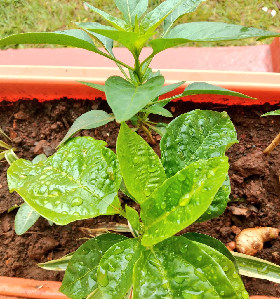 Grew green peppers and a passion fruit from seed.(That's how it it works but it's still beautiful to watch)