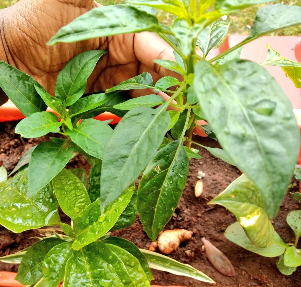 Grew green peppers and a passion fruit from seed.(That's how it it works but it's still beautiful to watch)