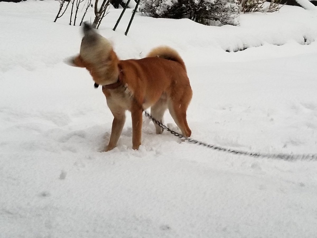 どんどん雪に突き刺さっていく犬が可愛い 犬ドリル の写真を永遠集めてみた Togetter どんどん雪に突き刺さっていく犬が可愛い 犬ドリル の写真を永遠集めてみた Togetter
