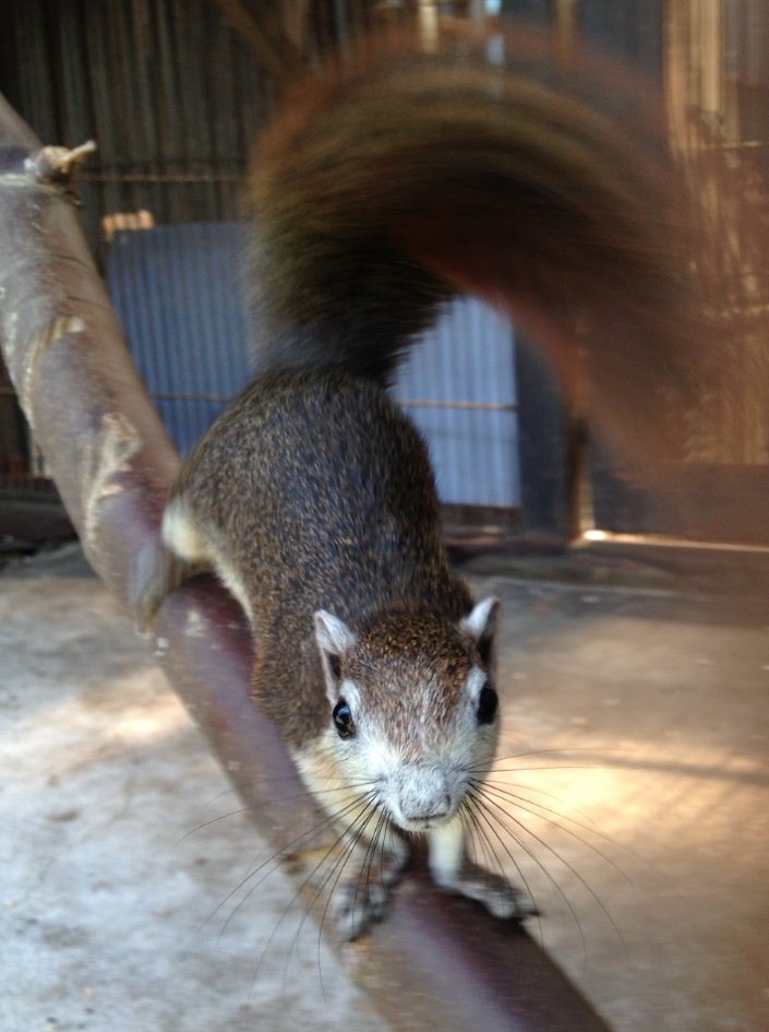 剥製　本物　リス ニホンリス | 浜口標本｜鳥類・哺乳類 剥製制作