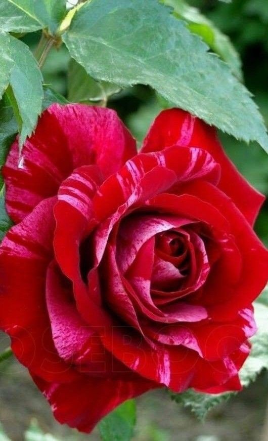 tuncay6969's tweet photo. HAPPY NEW YEAR❤️❤️❤️ https://t.co/OtIHVkJ3vj