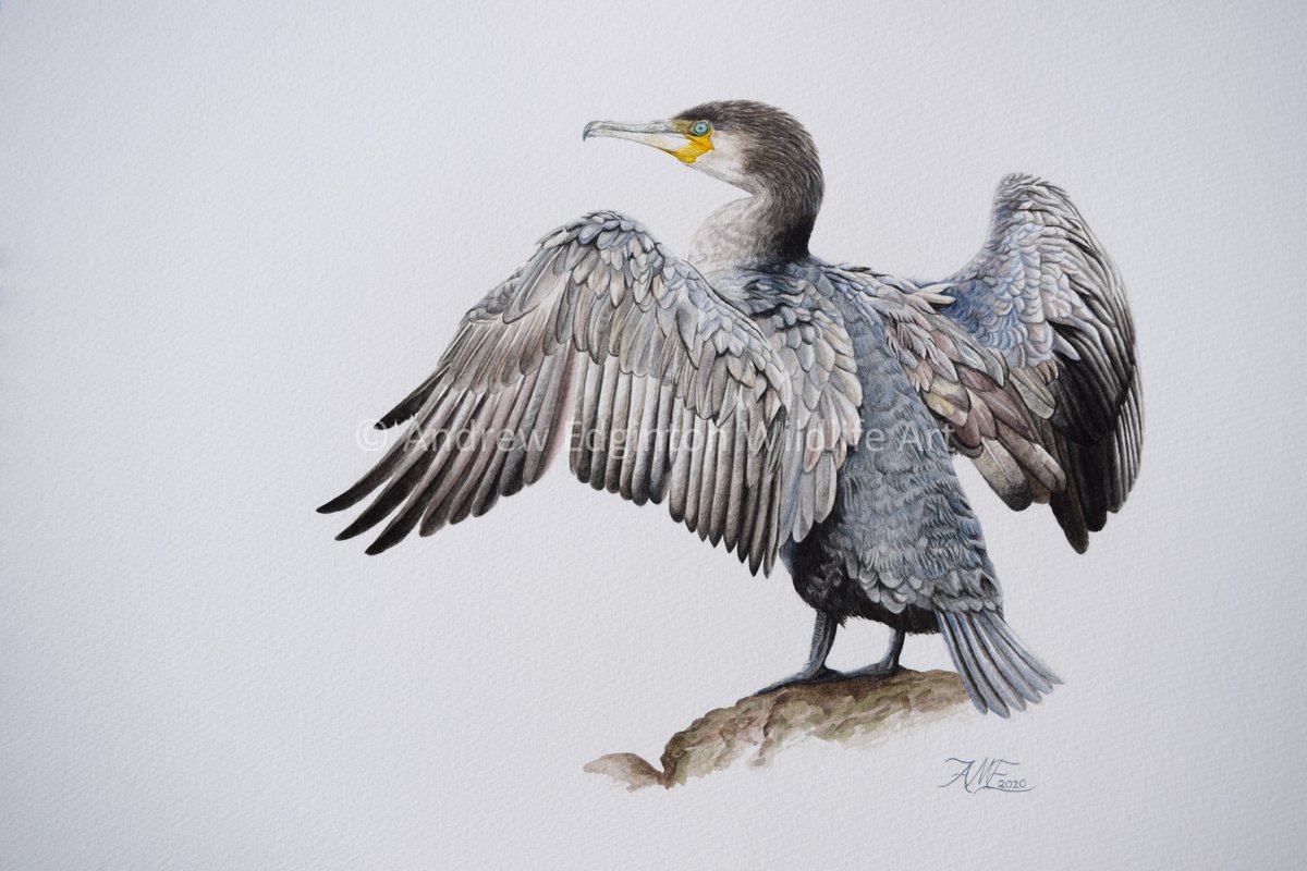 AndrewEdginton's tweet image. I'm 17 and I'd love it if more people could see my work!
Pls share.

I wanted to thank everyone who has supported me over this year, I appreciate it so much!

Here are some of my favs from 2020.
@BBCEarth @Natures_Voice @swlanaturaleye @BBCSpringwatch