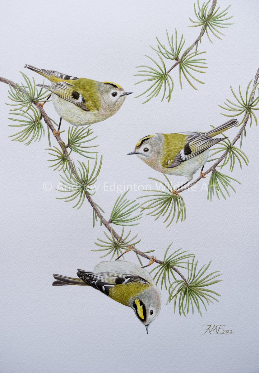 AndrewEdginton's tweet image. I'm 17 and I'd love it if more people could see my work!
Pls share.

I wanted to thank everyone who has supported me over this year, I appreciate it so much!

Here are some of my favs from 2020.
@BBCEarth @Natures_Voice @swlanaturaleye @BBCSpringwatch