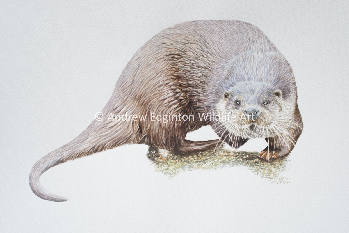 AndrewEdginton's tweet image. I'm 17 and I'd love it if more people could see my work!
Pls share.

I wanted to thank everyone who has supported me over this year, I appreciate it so much!

Here are some of my favs from 2020.
@BBCEarth @Natures_Voice @swlanaturaleye @BBCSpringwatch