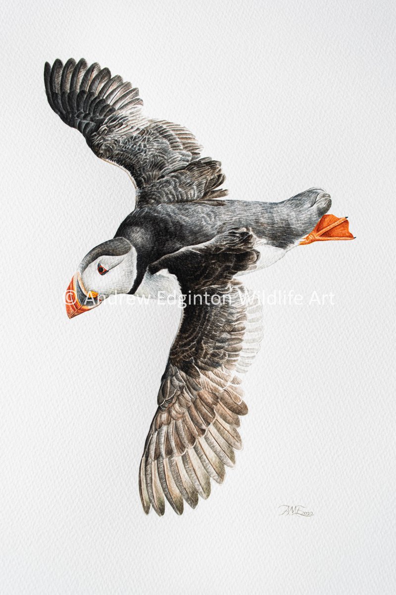 AndrewEdginton's tweet image. I'm 17 and I'd love it if more people could see my work!
Pls share.

I wanted to thank everyone who has supported me over this year, I appreciate it so much!

Here are some of my favs from 2020.
@BBCEarth @Natures_Voice @swlanaturaleye @BBCSpringwatch