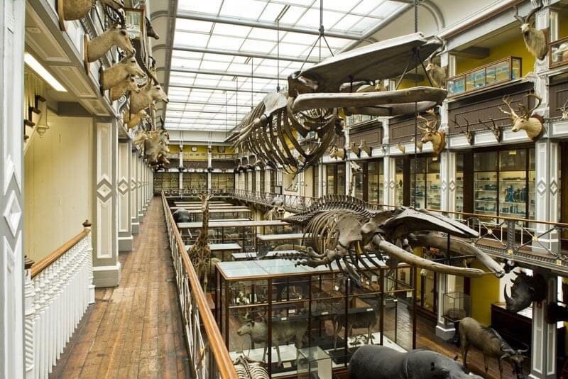 #DeadZooDiary - To prove that 2021 can only get better than 2020, here are some killer whale jokes and puns that arose from the project we orca-strated to dismantle our whale skeletons  @NMIreland...