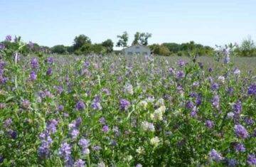 La luzerne, une espèce idoine pour l’agroécologie et l’apiculture.

Cet article rappelle l’intérêt de la culture de la luzerne comme ressource alimentaire des insectes et des abeilles en particulier.

blog-itsap.fr/luzerne-espece…