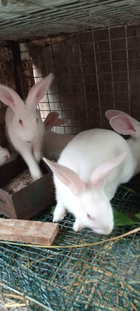 5 REASONS WHY YOU SHOULD START A CAREER IN AGRICULTURE!While Agriculture has seen incredible growth, it’s also an industry that has often overlooked by young professionals and recent graduates until now. Today, recent graduates are realizing the enormous benefits of