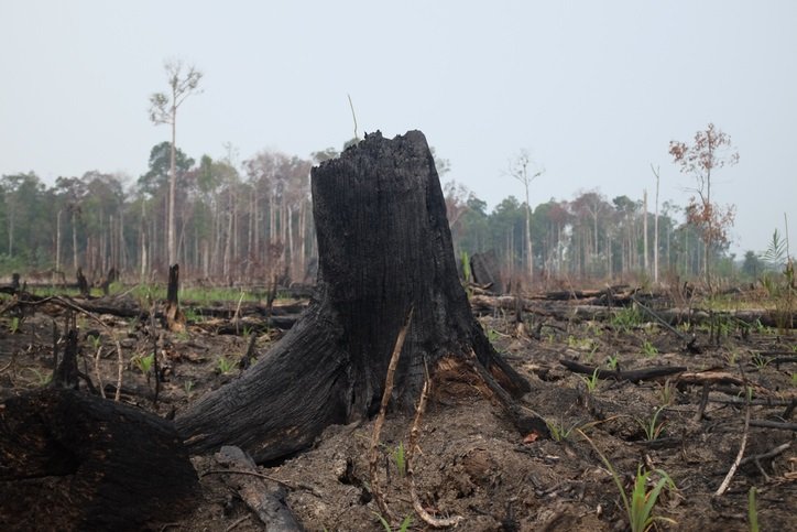 CLikhithKumar1's tweet image. Deforestation may kill Amazon rainforest by 2064 says expert