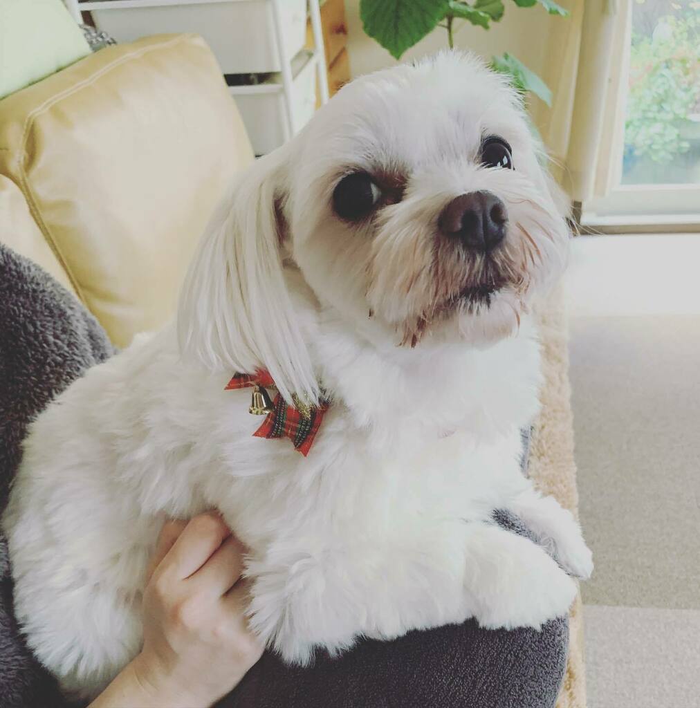 おすわり犬 おすわり犬