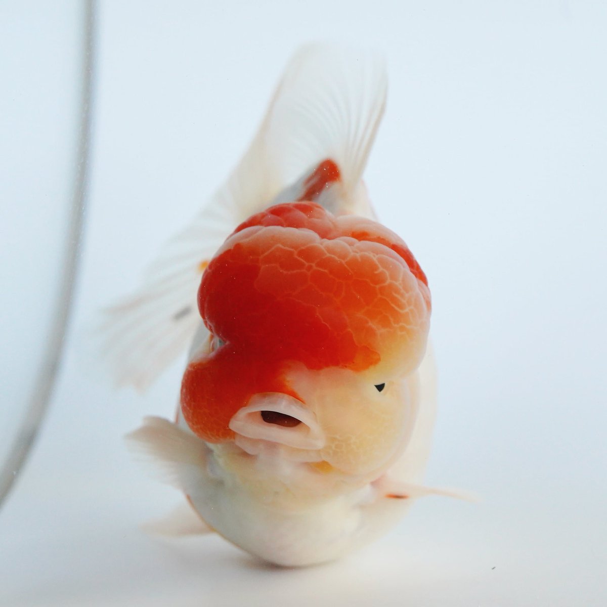 極光金魚 極光金魚