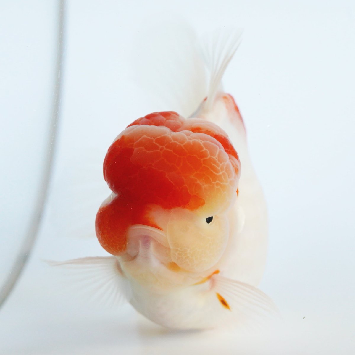 極光金魚 極光金魚