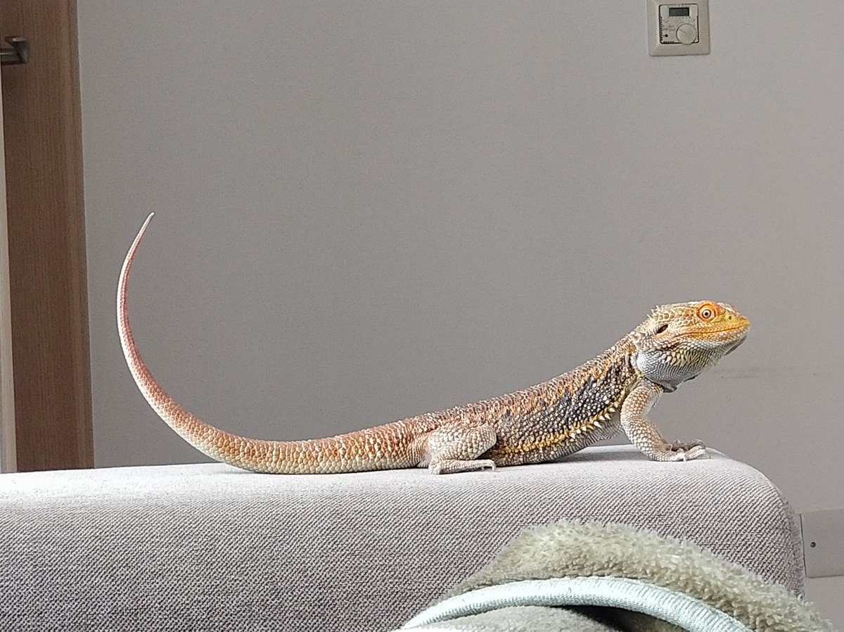 le_bob23's tweet photo. @alexapo1980 Hello from Shenron! https://t.co/NgTOqUD3WG