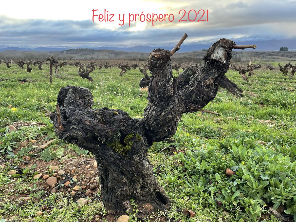 Con la nieve en el horizonte montañoso supervisando nuestros viñedos centenarios, os deseamos un 2021 cargado de felicidad para todxs. #KM400 #Bergidenses #Cacabelos #Bierzo <a href="/DOBierzo/">C.R.D.O. Bierzo</a> #leonesp