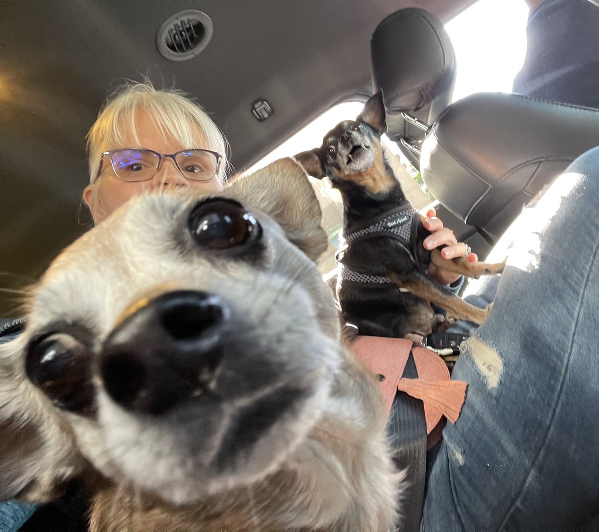 #puppylove #Rescues #backseatdrivers