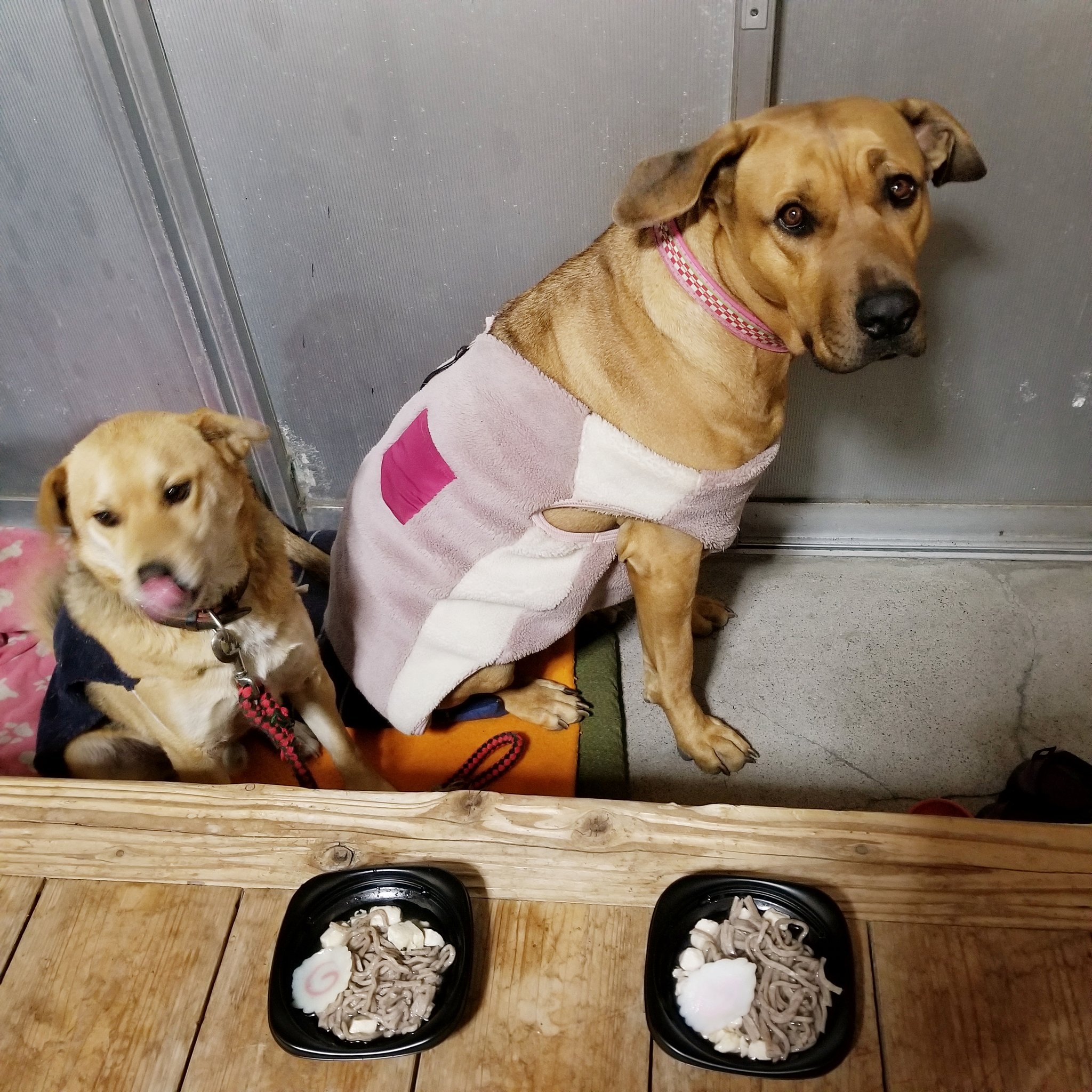 土佐犬ツナ 年越しそば 犬用 を食べたよ 土佐犬ツナ 年越しそば 犬用 を食べたよ