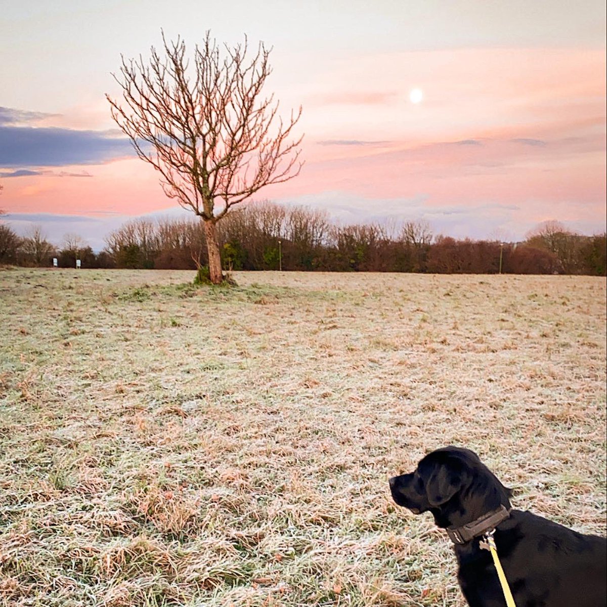 A frosty, icy &amp; chilly dog walk this morning to kick start #NewYearsEve. Apart from trying not to fall over it was nice to focus on the crunchy grass underfoot &amp; to see the way the frost clung to the grass &amp; leaves.
Have a wonderful New Years Eve whatever yr plans. #Torbay