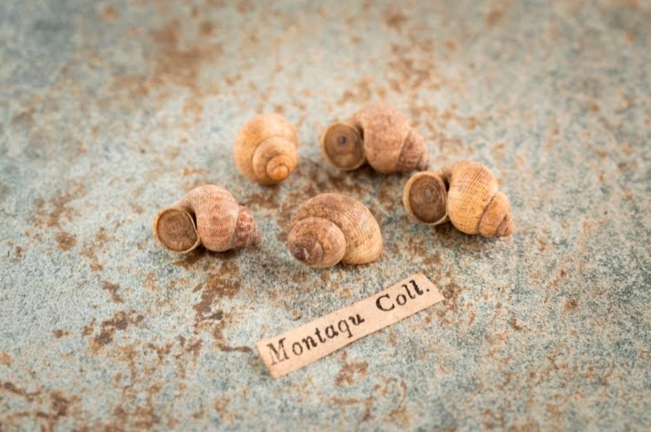 RAMMuseum's tweet photo. 2020 started well for RAMM, as Arts Council England awarded Designation status to George Montagu’s mollusc collection. 

This identified the collection as being of national and international significance, including for scientific research purposes. 🐚

#2020withRAMM https://t.co/vCSzJtnA4W