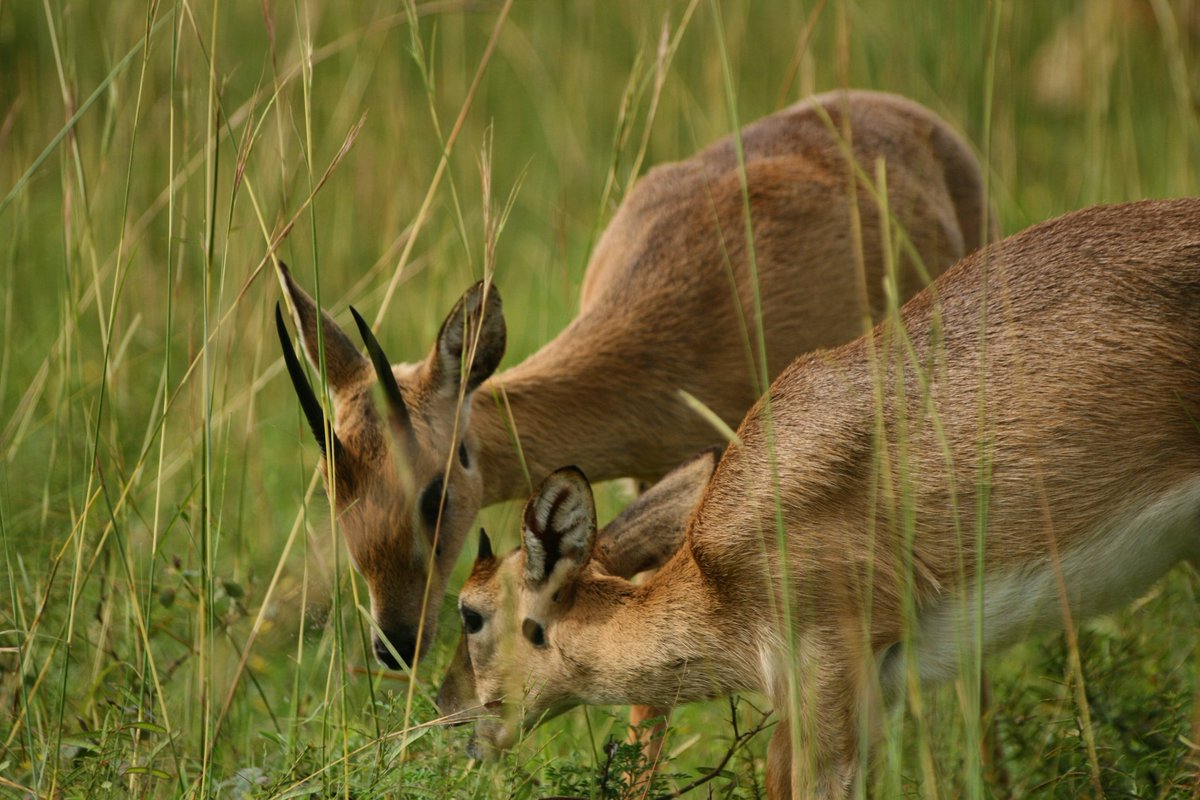 On a #ugandawildlifesafari, you will need to be dedicated to score a sighting of many species.
#visituganda 
📧 Info@cultoursandsafaris.com
🌐cultoursandsafaris.com
📞+256 414660243, +256 775776980