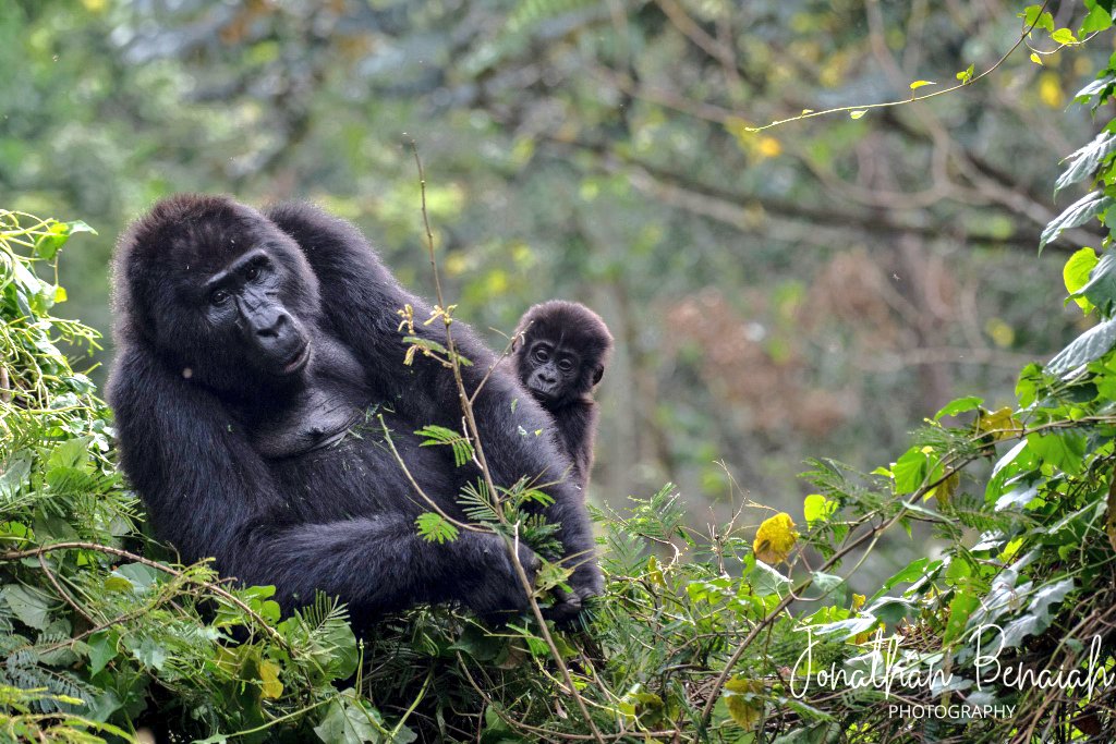 THREAD2020 Highlights in Uganda's Tourism & Travel. This year was undoubtedly strange. But we had some wins in Uganda's travel, conservation, hospitality & tourism sectors.... #VisitUganda  #Uganda  #Travel  #PANYC2020