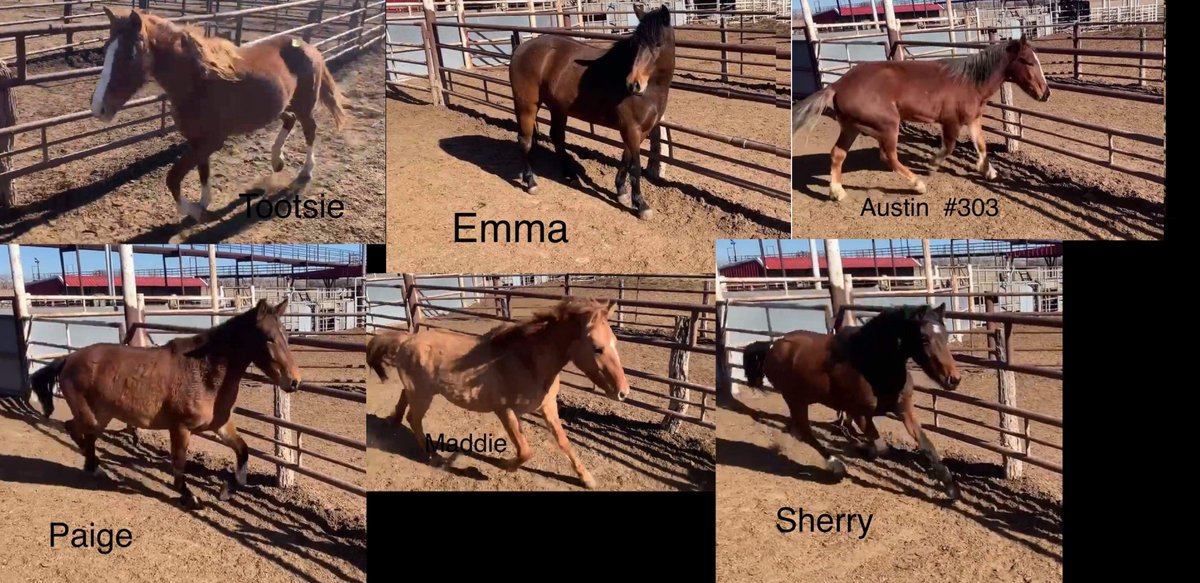 We still need $582.00 for this wks hay & supplements 4 our Mustangs saved from kill pens It's not just saving them from slaughter but also feeding & caring 4 them til approved homes are found Please Help  paypal.me/pools/c/8vDYG6…    venmo.com/MustangMae?fbc… twitter.com/moodysally1/st…