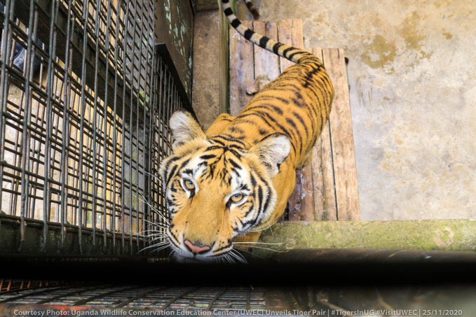 The  @UWEC_EntebbeZoo acquired 2 Tigers, the first time in 50 years that Uganda has the rare cats. Tigers are mostly found in Asia.