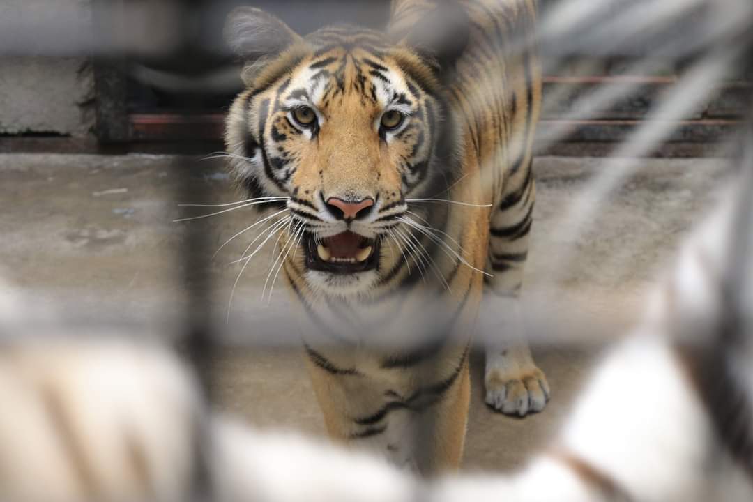 The  @UWEC_EntebbeZoo acquired 2 Tigers, the first time in 50 years that Uganda has the rare cats. Tigers are mostly found in Asia.